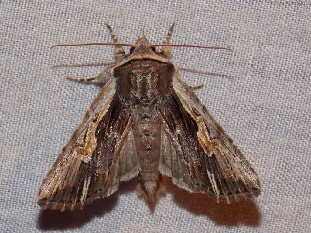 Bicolored Woodgrain Moth