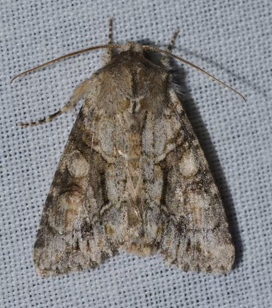 Distinct Quaker, photo 3 of 5