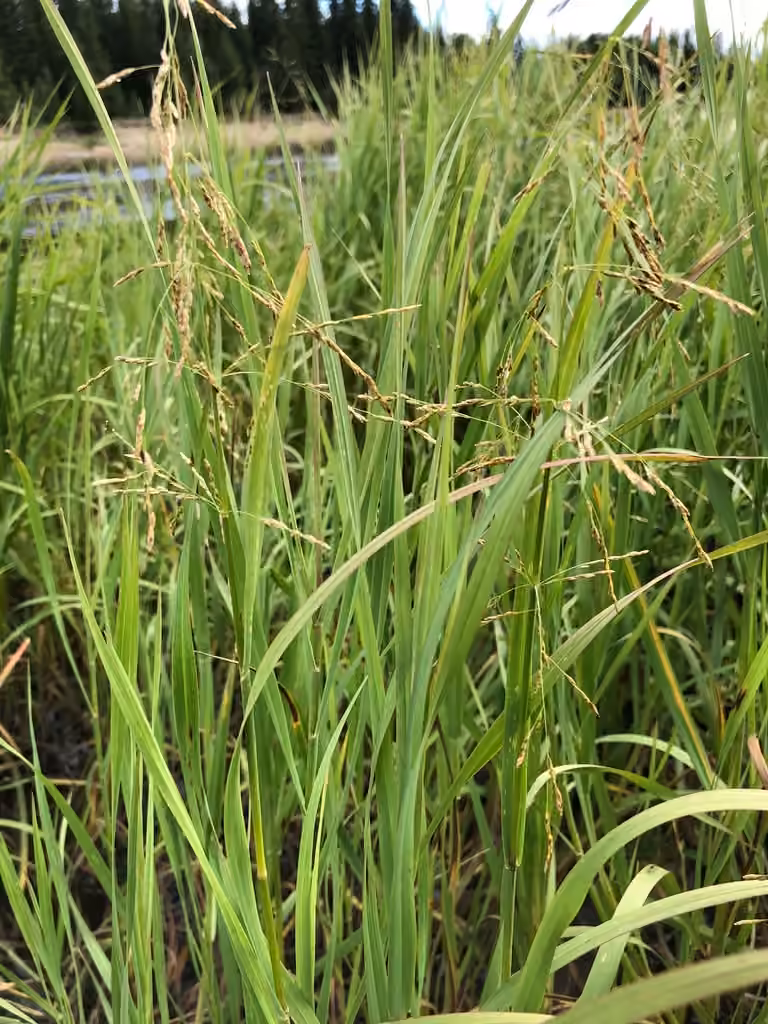 Pendantgrass, photo 1 of 5
