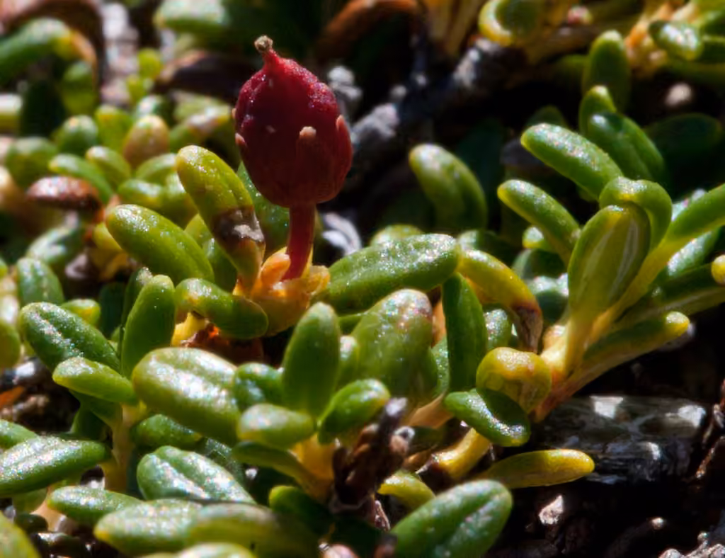 Alpine azalea, In fruit