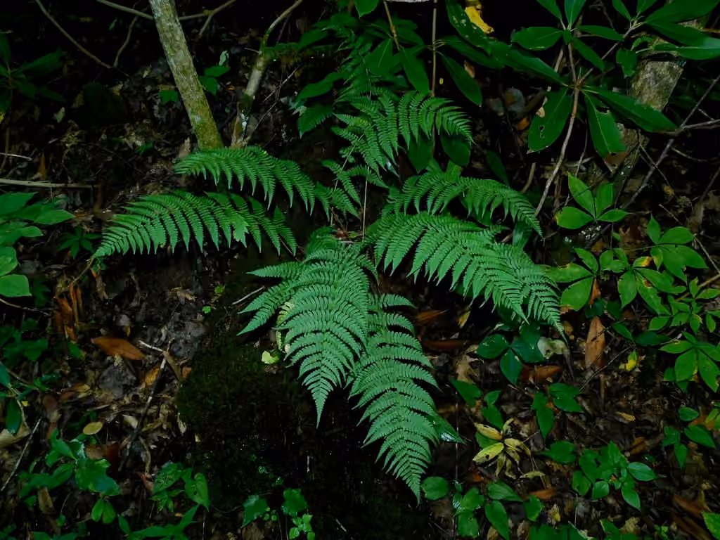 Woodfern, photo 3 of 5