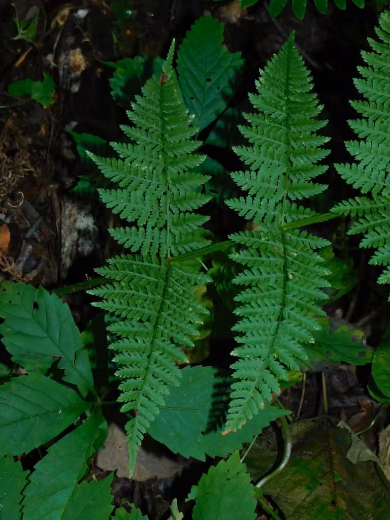 Intermediate woodfern, photo 2 of 5