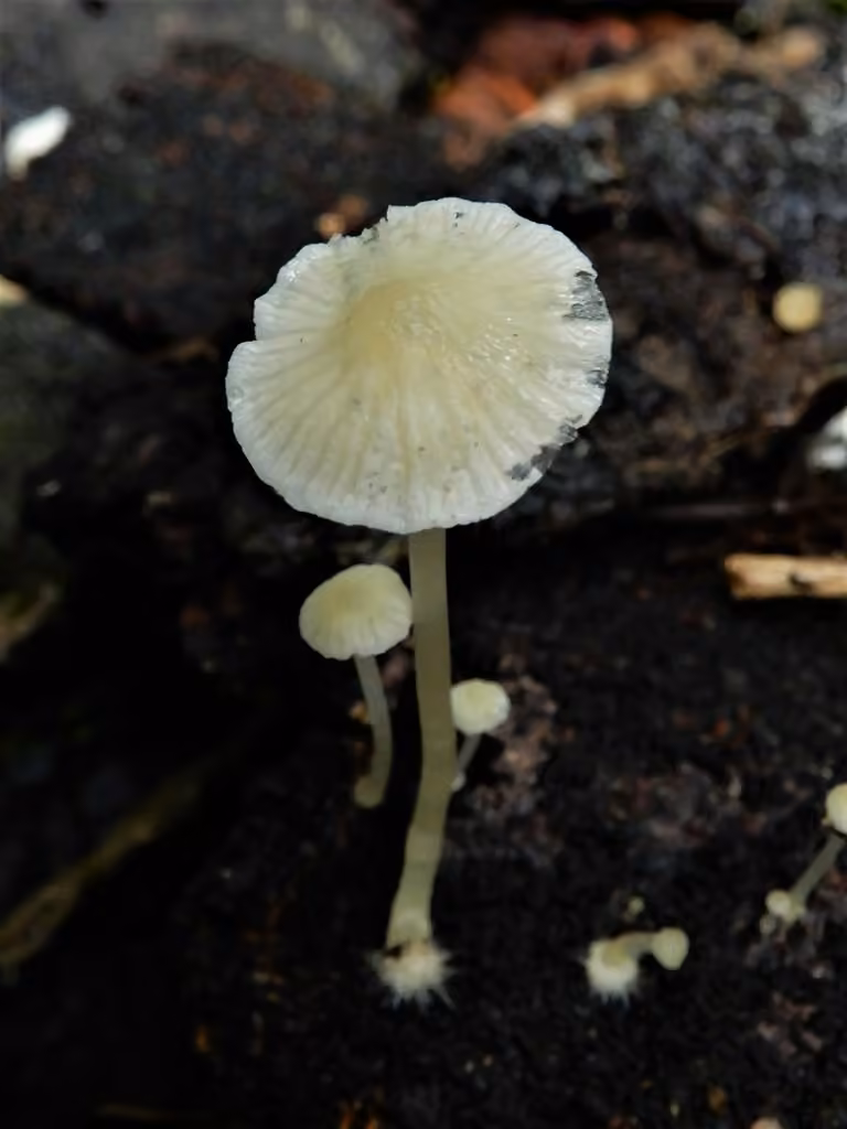 Mycène odorante