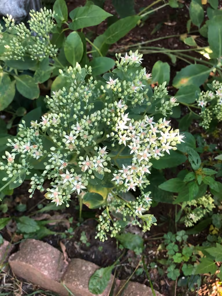 Garden stonecrop, En boutons