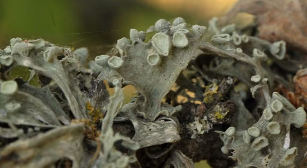 Cartilage Lichen, photo 2 of 5
