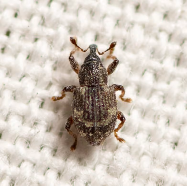 Brachycère des lenticules, photo 3 sur 5