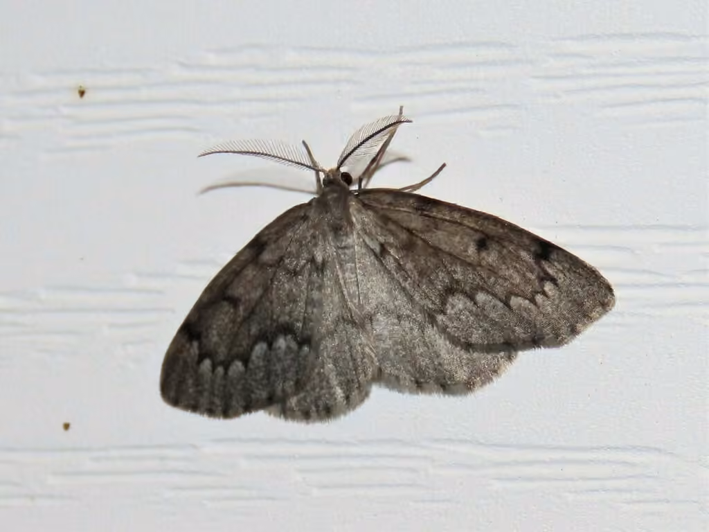 Boreal Pine Looper Moth, Adult male