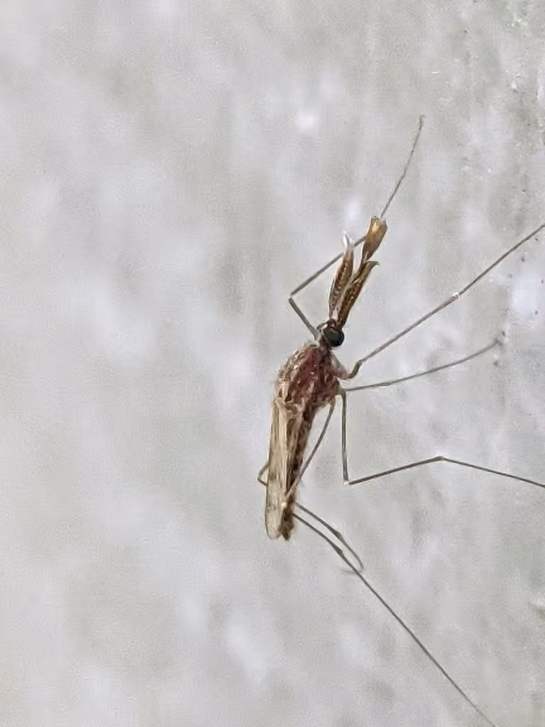 North American Malaria Mosquito, Male