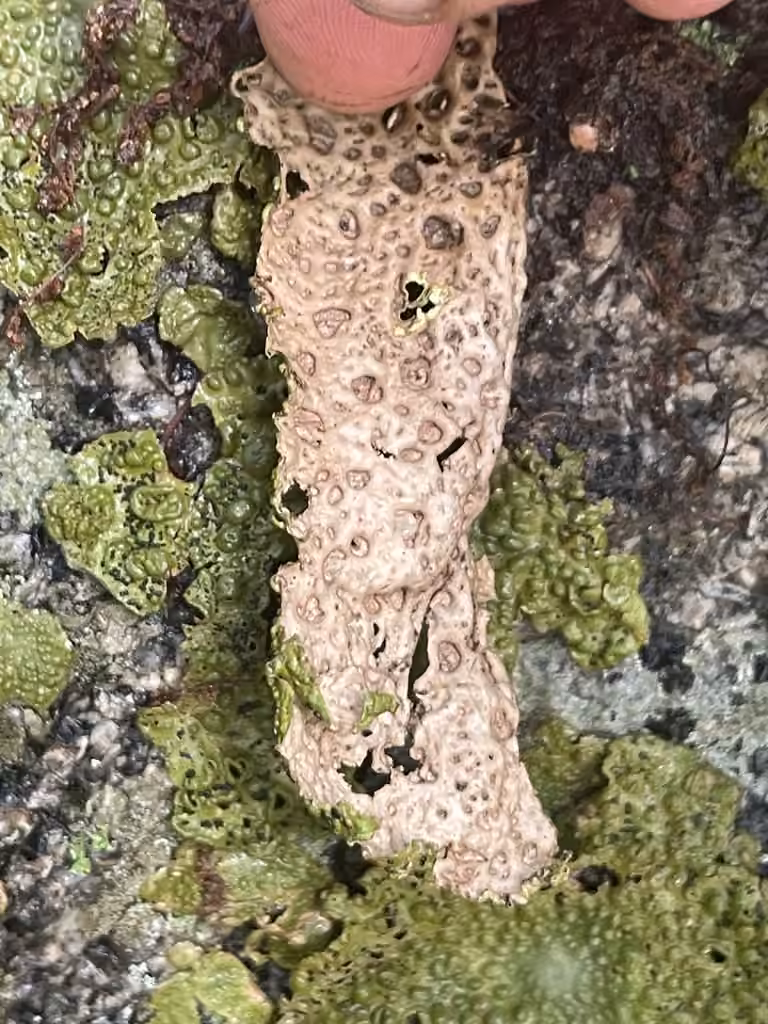 Common Toadskin Lichen, photo 2 of 5