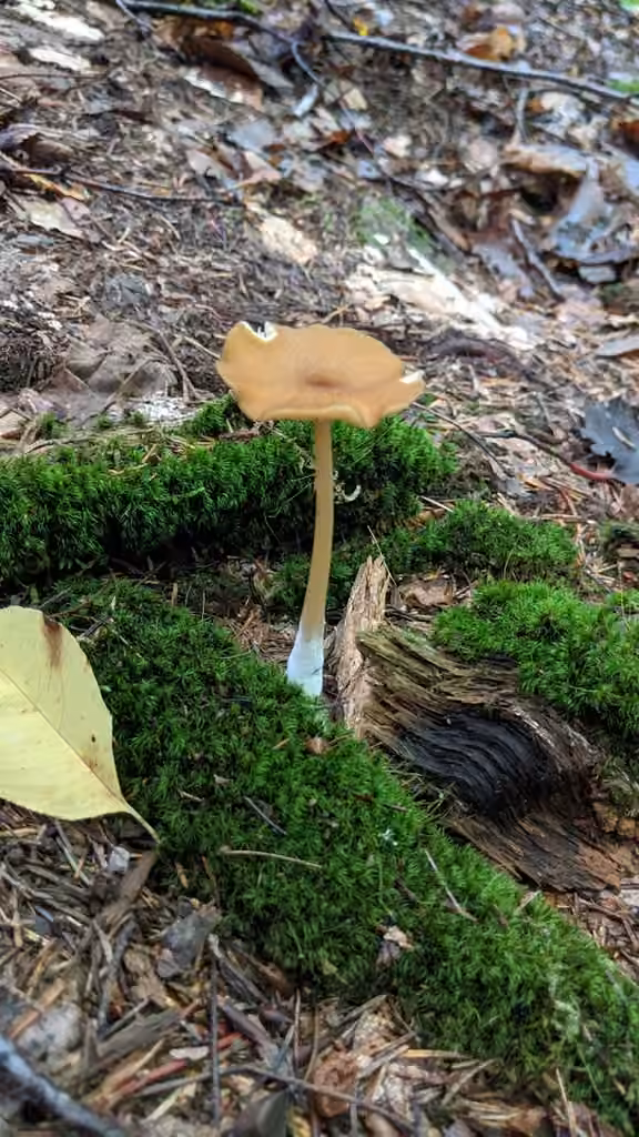 Entolome fauve, photo 2 sur 5