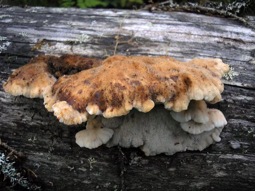 Amylocystis lapponica, photo 1 sur 5