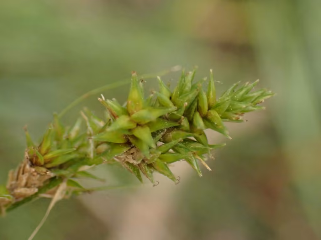 Carex dru, En fleurs