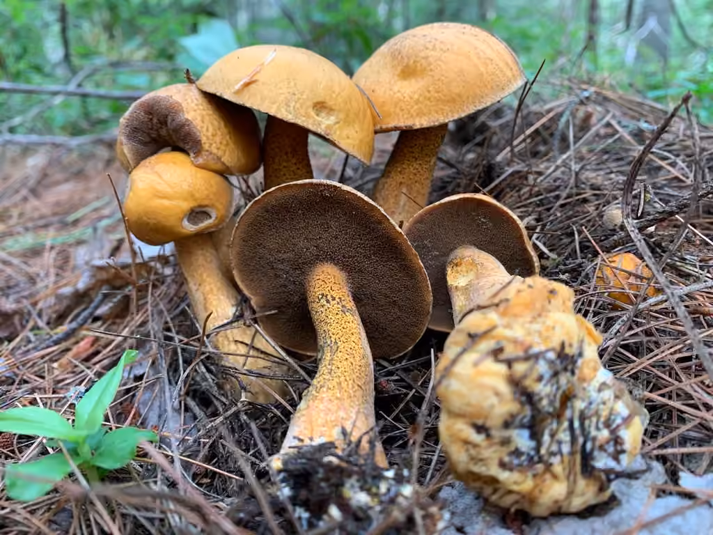 Spicy suillus, photo 1 sur 5