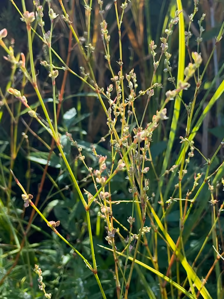 Renouée à fleurs jaunes, photo 3 sur 5
