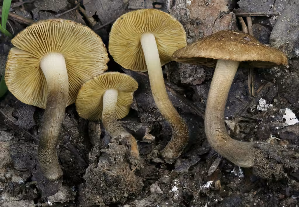 Inocybe à lames jaunes, photo 1 sur 5