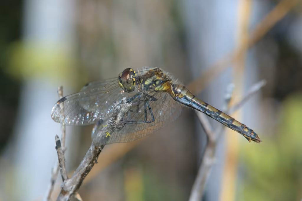 Black Meadowhawk, Female
