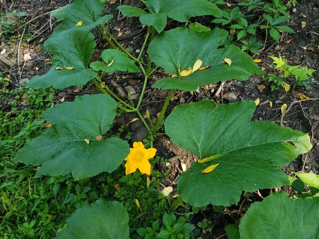 Zucchini, In flower
