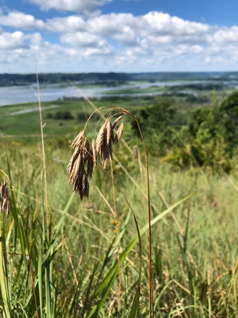 Brome de Kalm