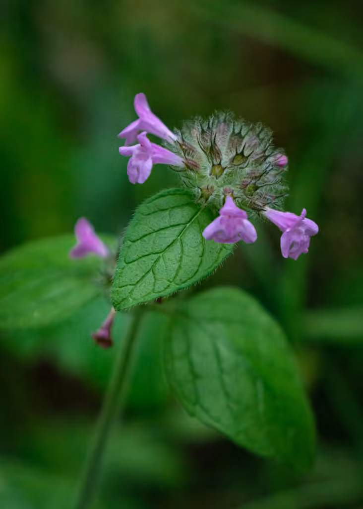 Wild basil, In flower