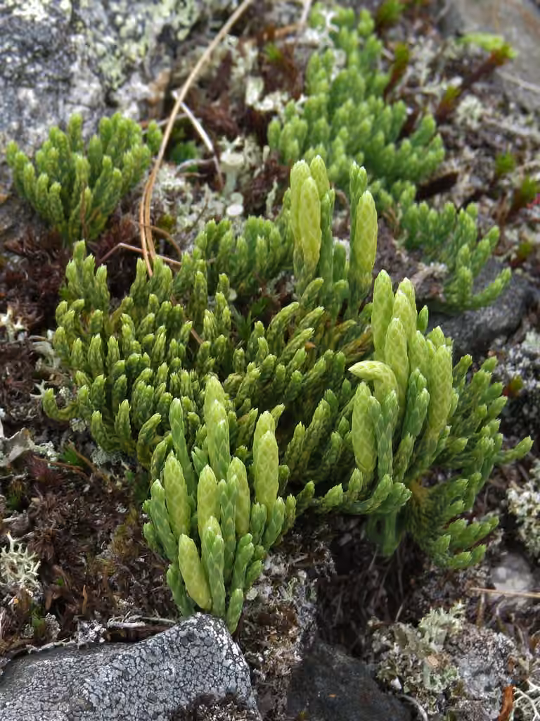 Alpine clubmoss, photo 3 of 5