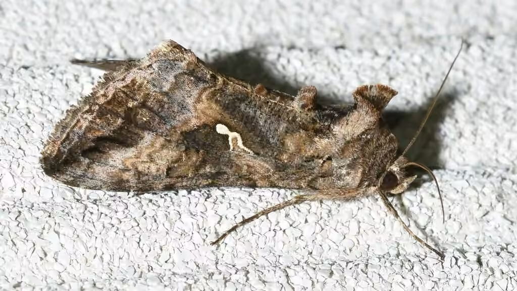 Gray Looper Moth, photo 2 of 5