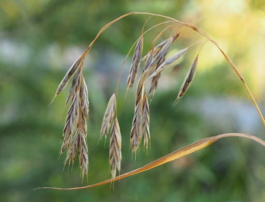 Fringed brome, In flower