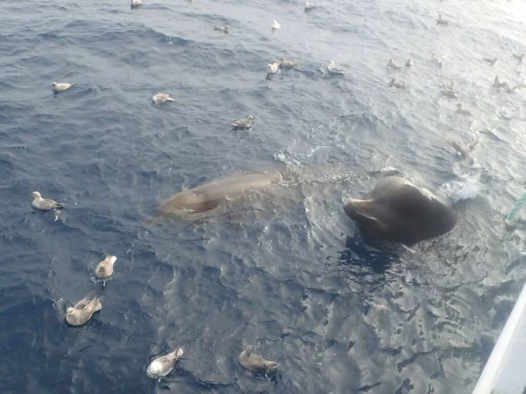 Baleine à bec commune, Juvénile