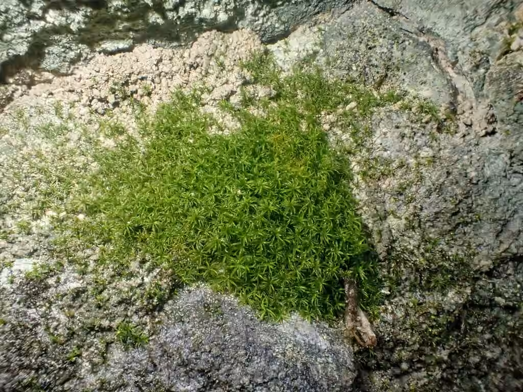 Verdigris Tufa-moss, photo 2 of 5