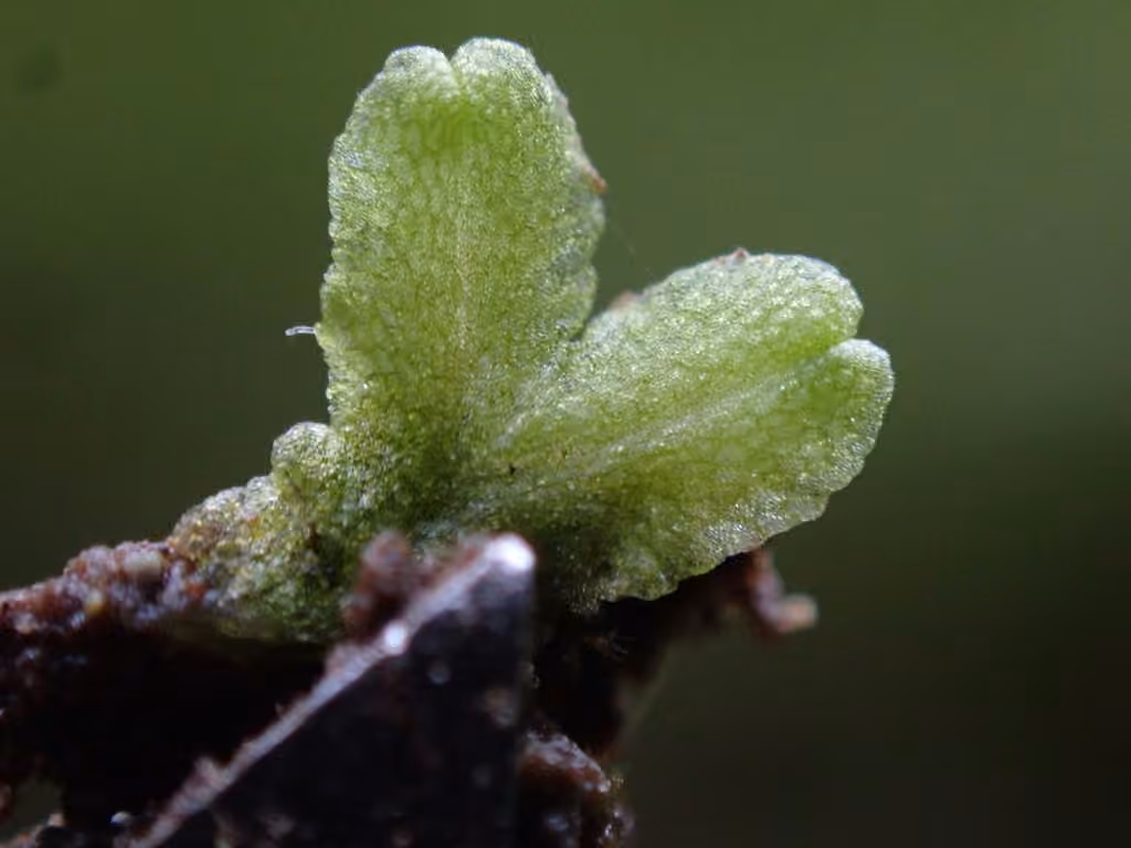 Violet Crystalwort, photo 3 of 5