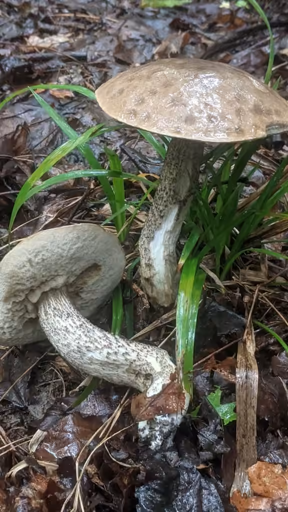 Slate Bolete, photo 3 of 3