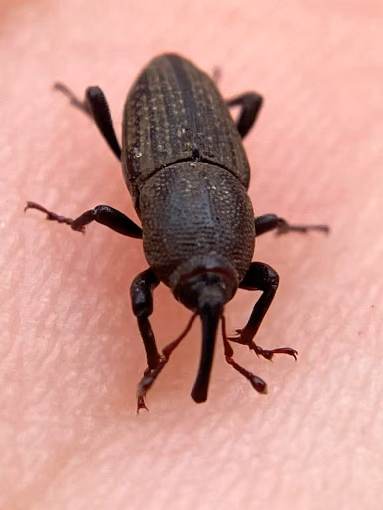 Bluegrass Billbug, photo 3 of 5