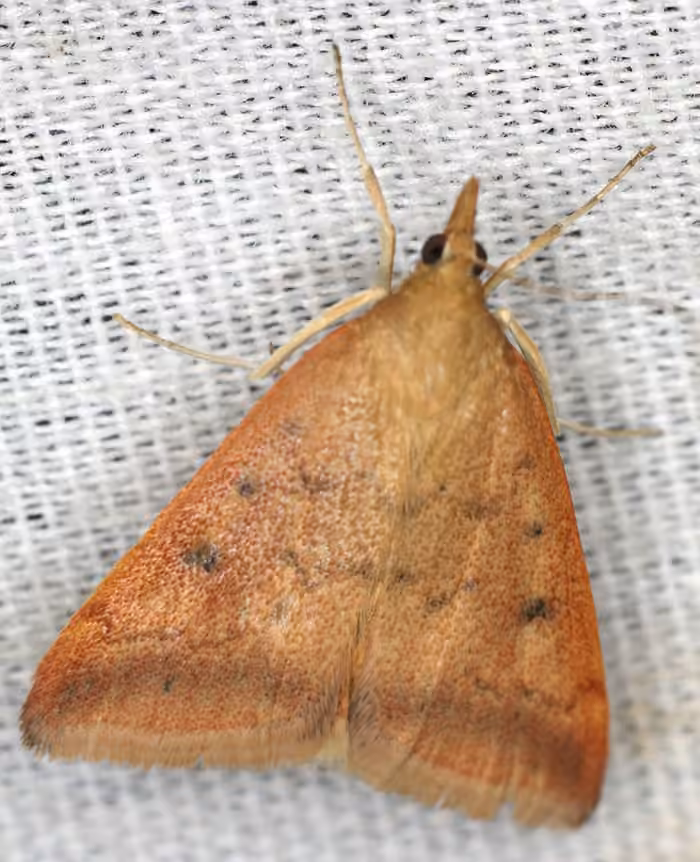 Coyote-mint Pyrausta, Adult
