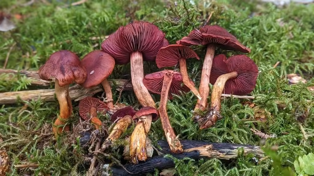Imperial Webcap, photo 2 of 5