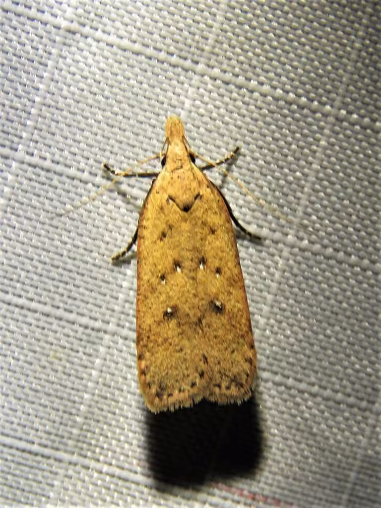 Georgia Dichomeris Moth and Allies, Adulte