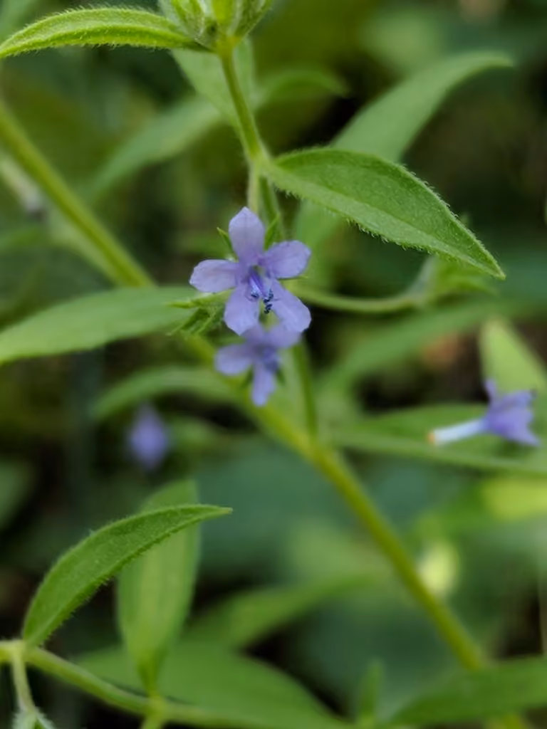 Fluxweed, photo 1 of 3