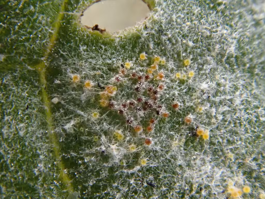 Erysiphe rumicicola, photo 3 sur 5