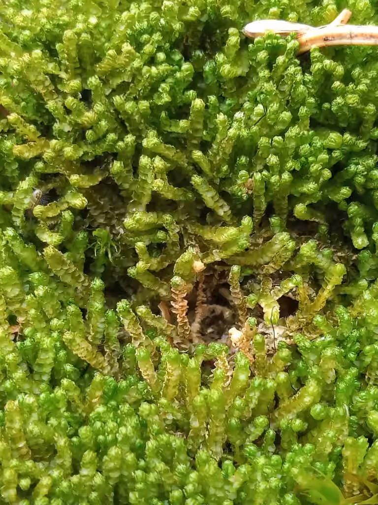 Floerke's barbilophozia, photo 3 of 5