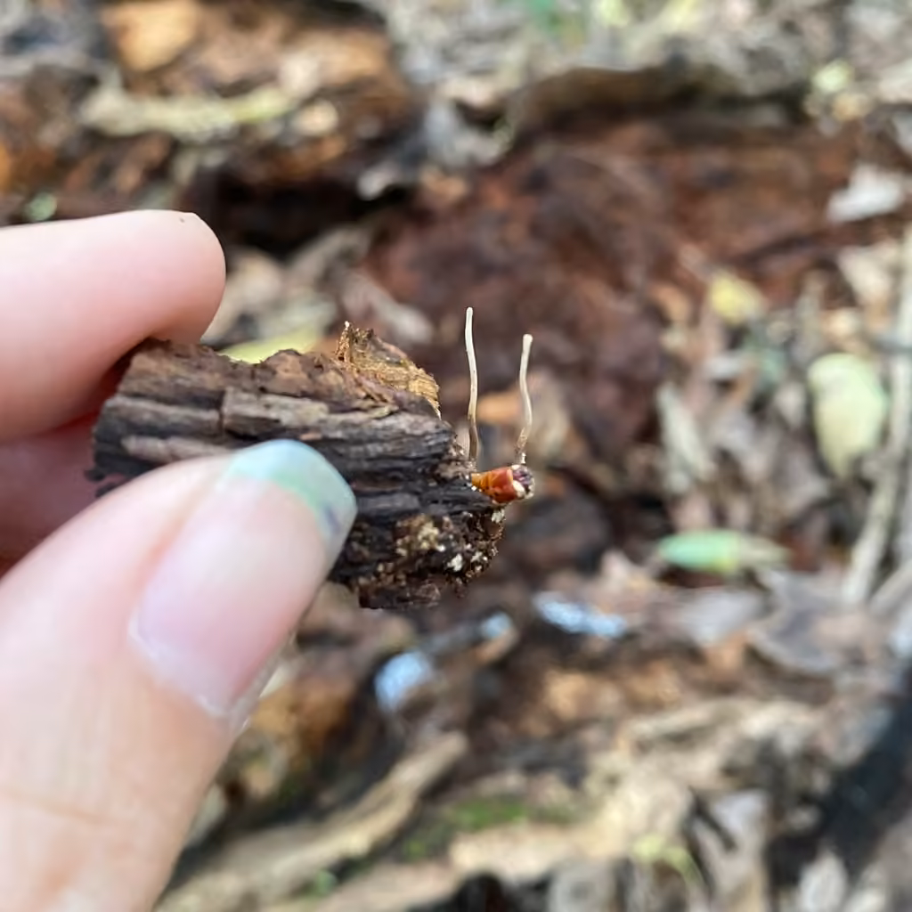 Ophiocordyceps stylophora, photo 3 sur 5