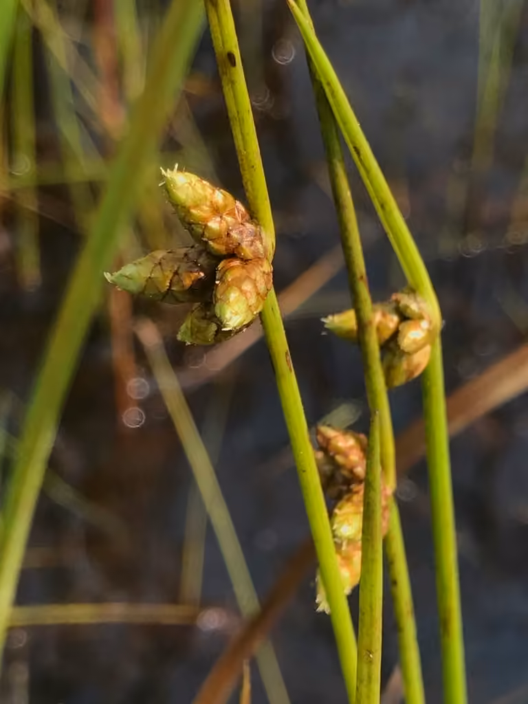 Weak-stalked bulrush