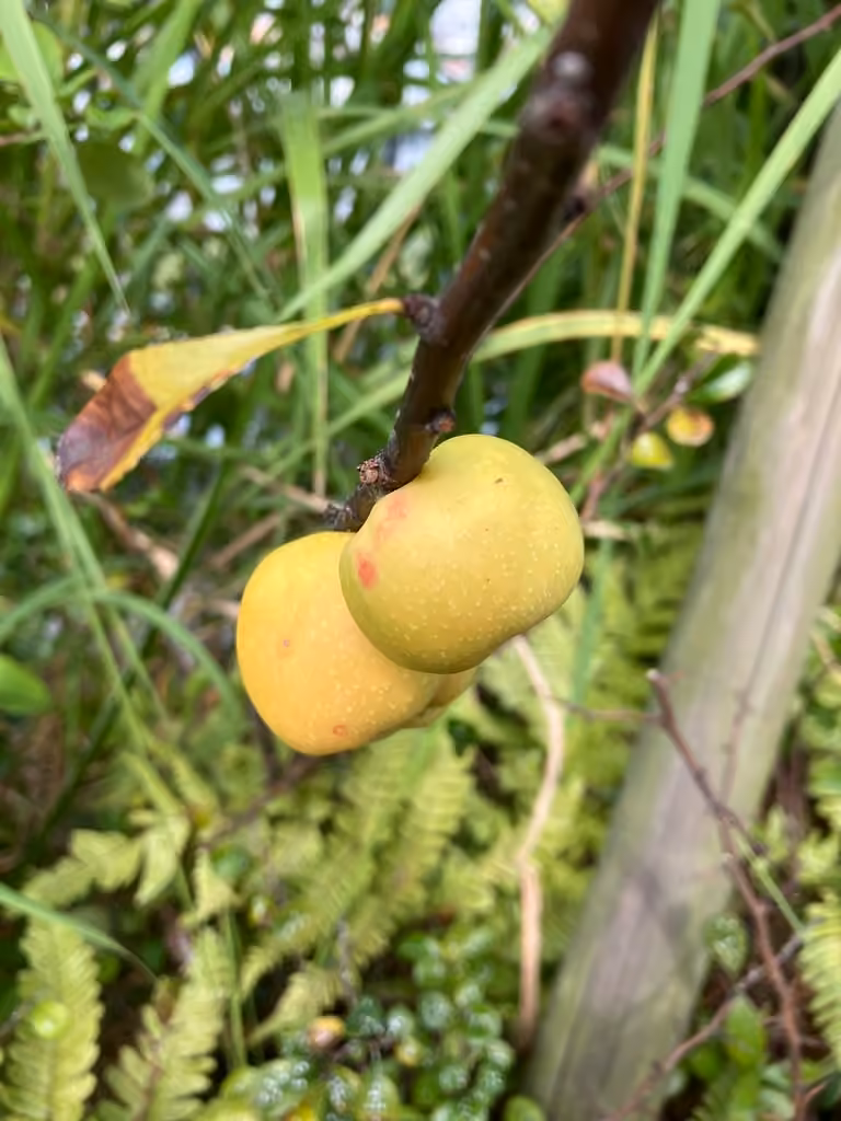 Cognassier du Japon, En fruits