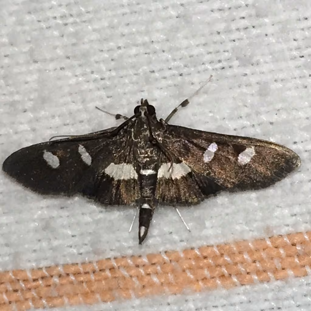 Grape Leafroller Moth, Adulte