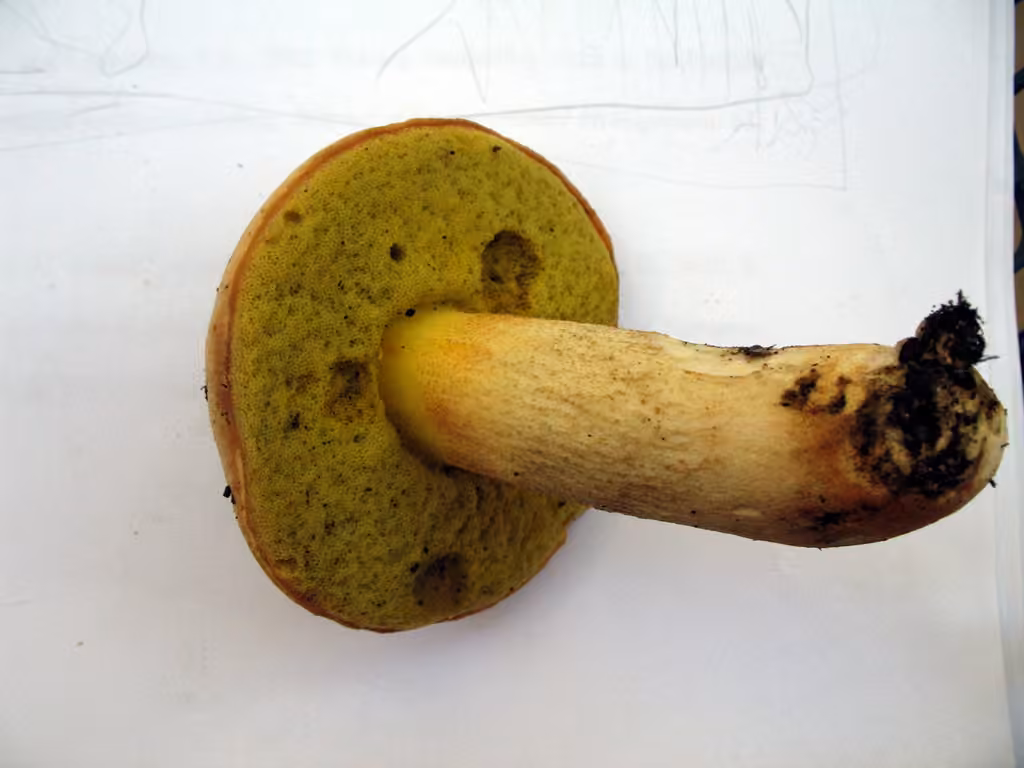 Iodine Bolete, photo 2 of 5