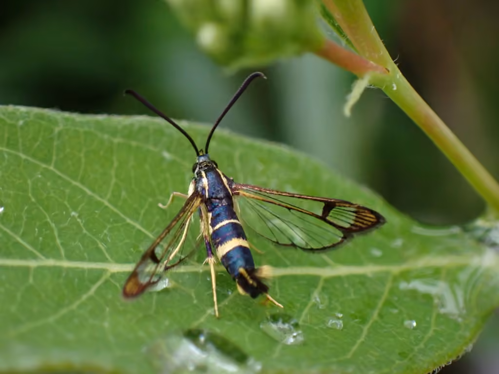 Dogwood Borer Moth, Female