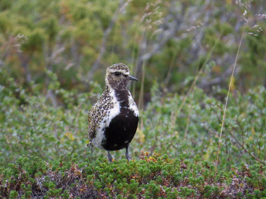 European Golden Plover