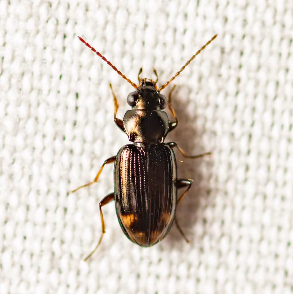 Rapid riverbank ground beetle, photo 1 of 5