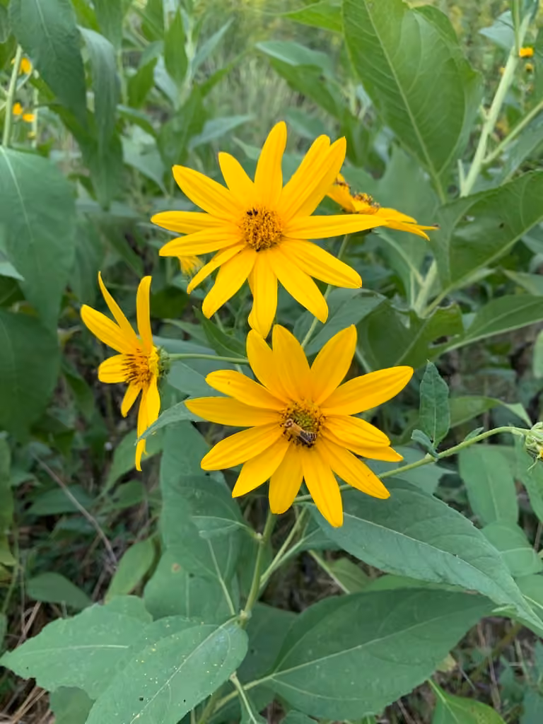 Jerusalem artichoke