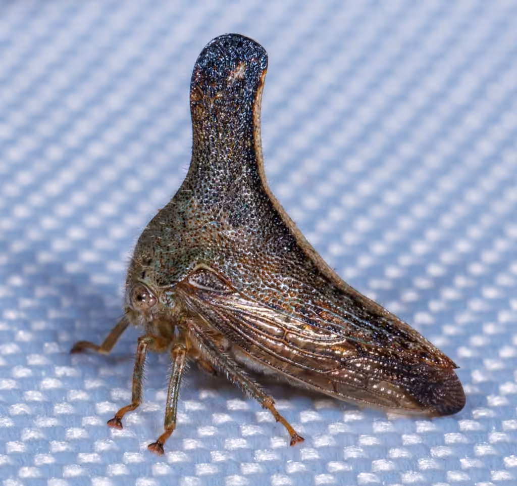 Glossonotus turriculatus, photo 2 sur 5