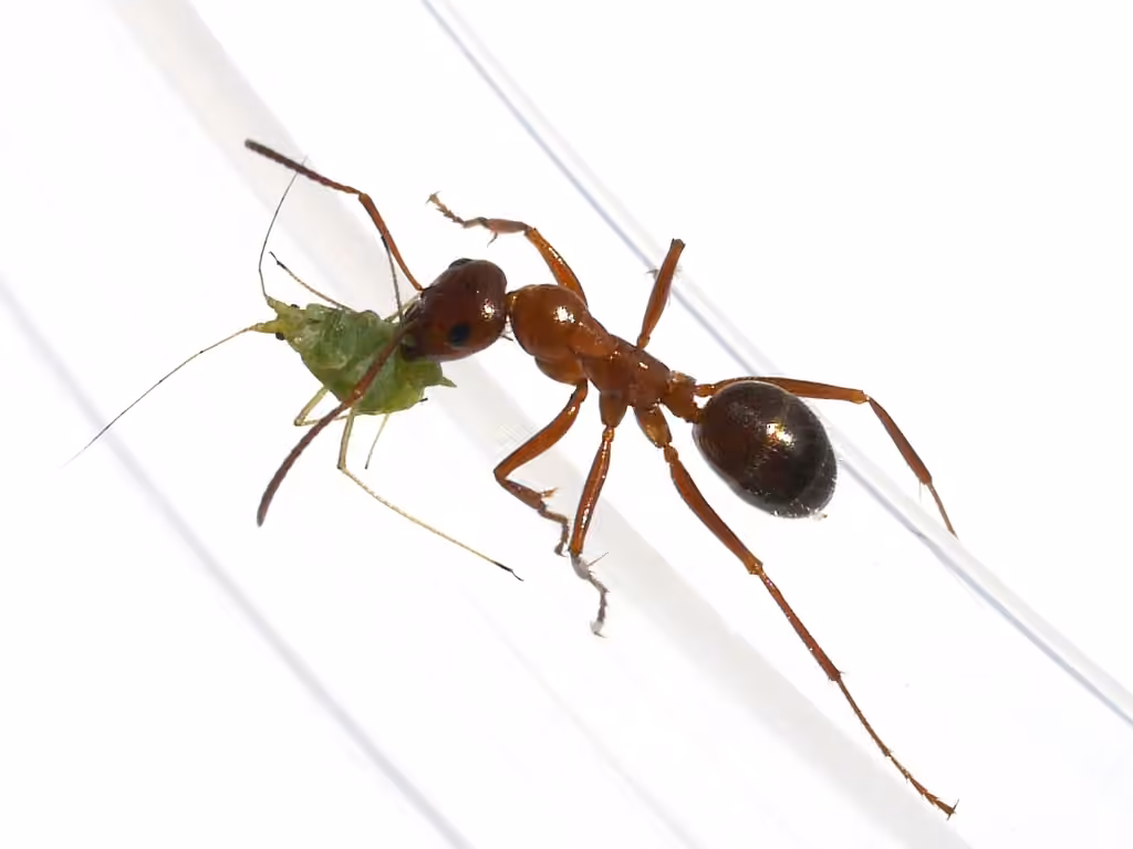 Uncertain Field Ant, Female