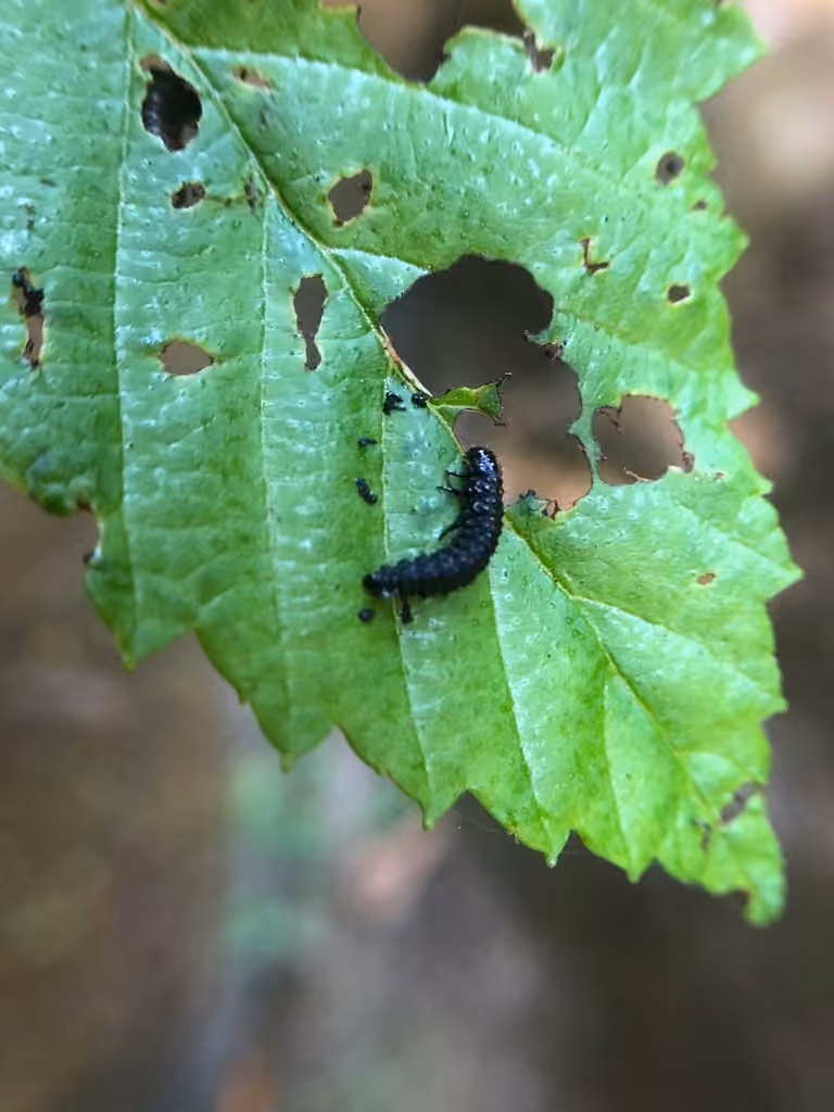 Alder Flea Beetle, Larva
