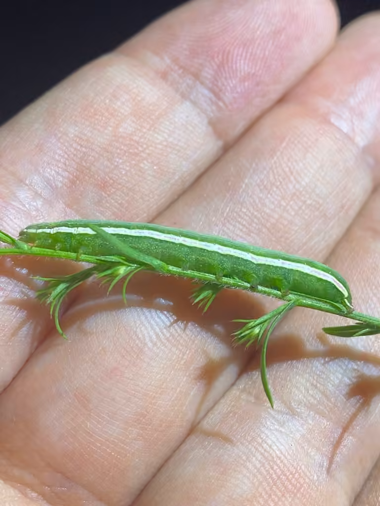 White-dotted Groundling, Caterpillar